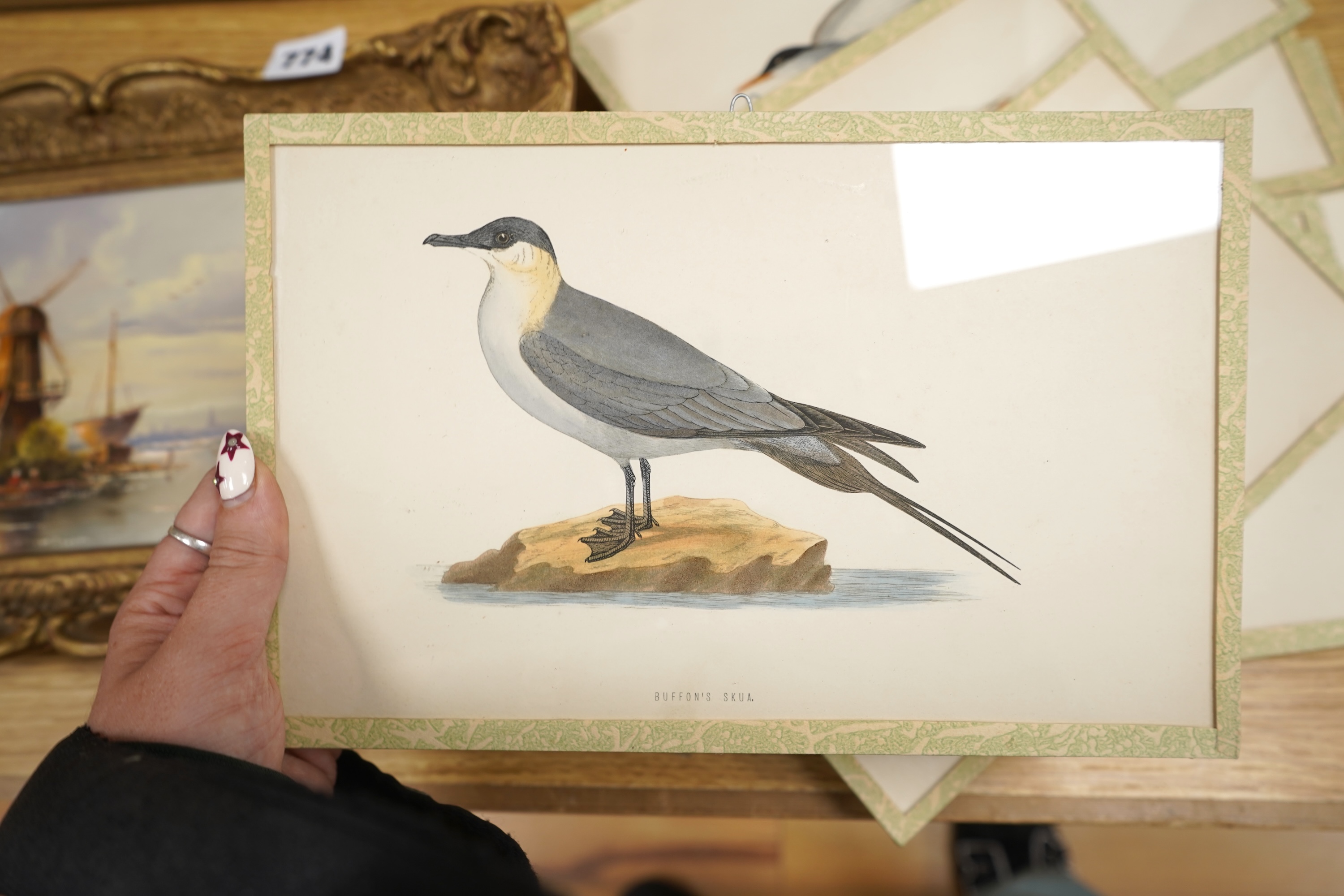 A group of eleven colour lithographs, seabirds to include ‘Common Gull’, ‘Buffons Skua’ and ‘Fulmar’, 16 x 25cm
